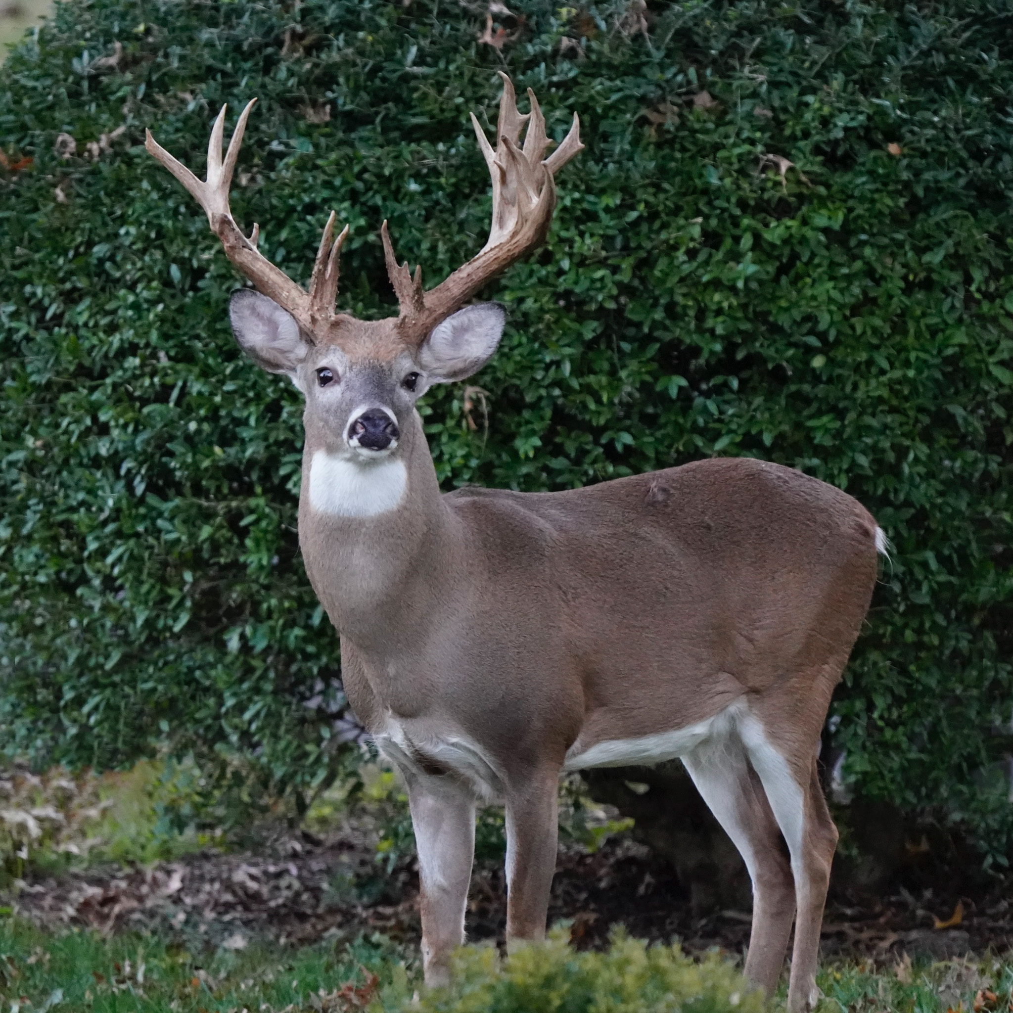 The Hollywood Cemetery deer in 2021 with a broken mainbeam.