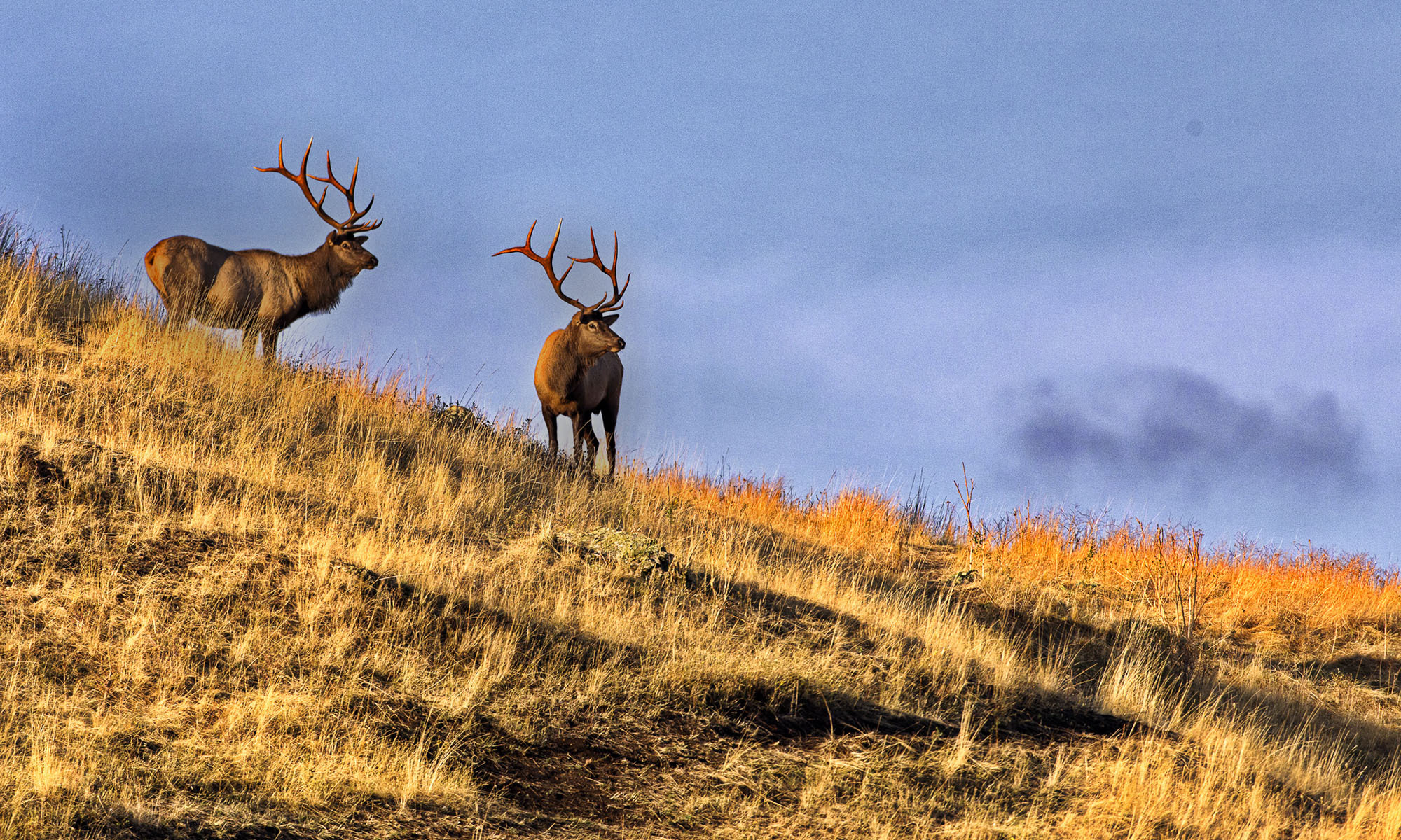 Two bull elk stand on a grassy hillside on the Flathead Indian Reservation.