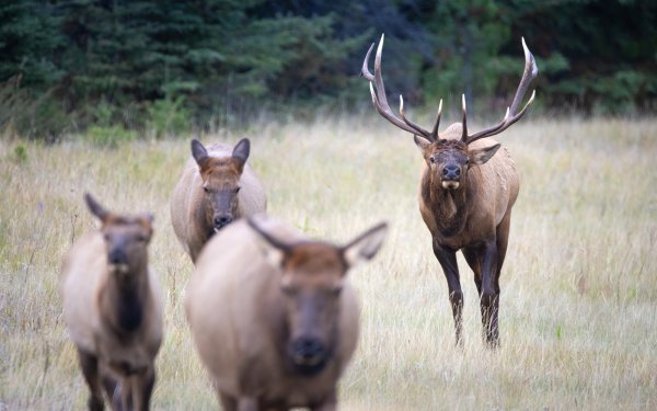 Surprise Ballot Initiative Would Allow Montana Landowners to Hunt Big Game Without Permits