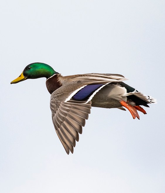A greenhead flying right to left in a gray sky.