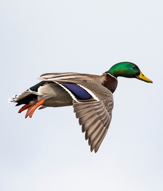 A greenhead flying in a gray sky.