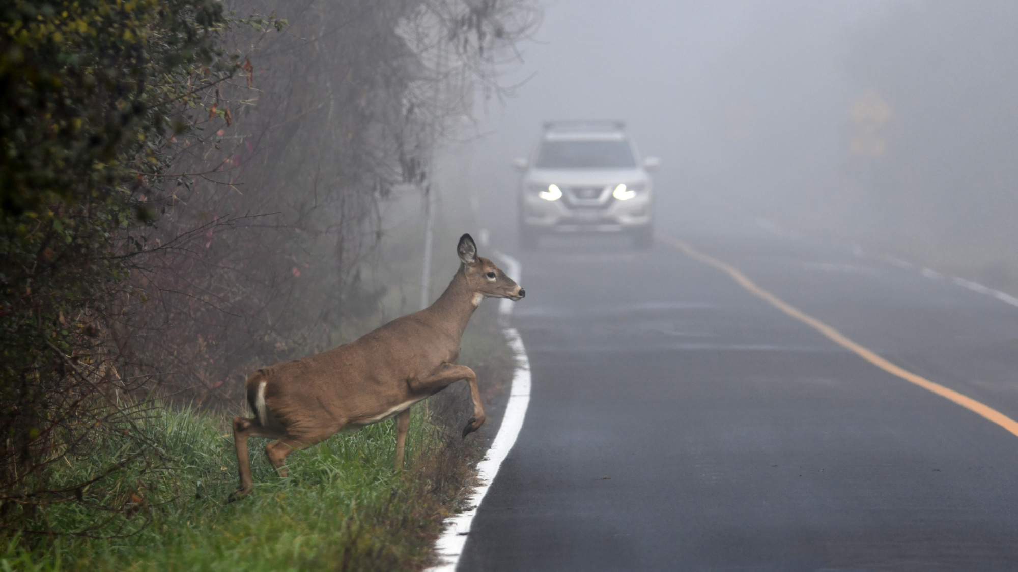 white-tailed deer running in front of car