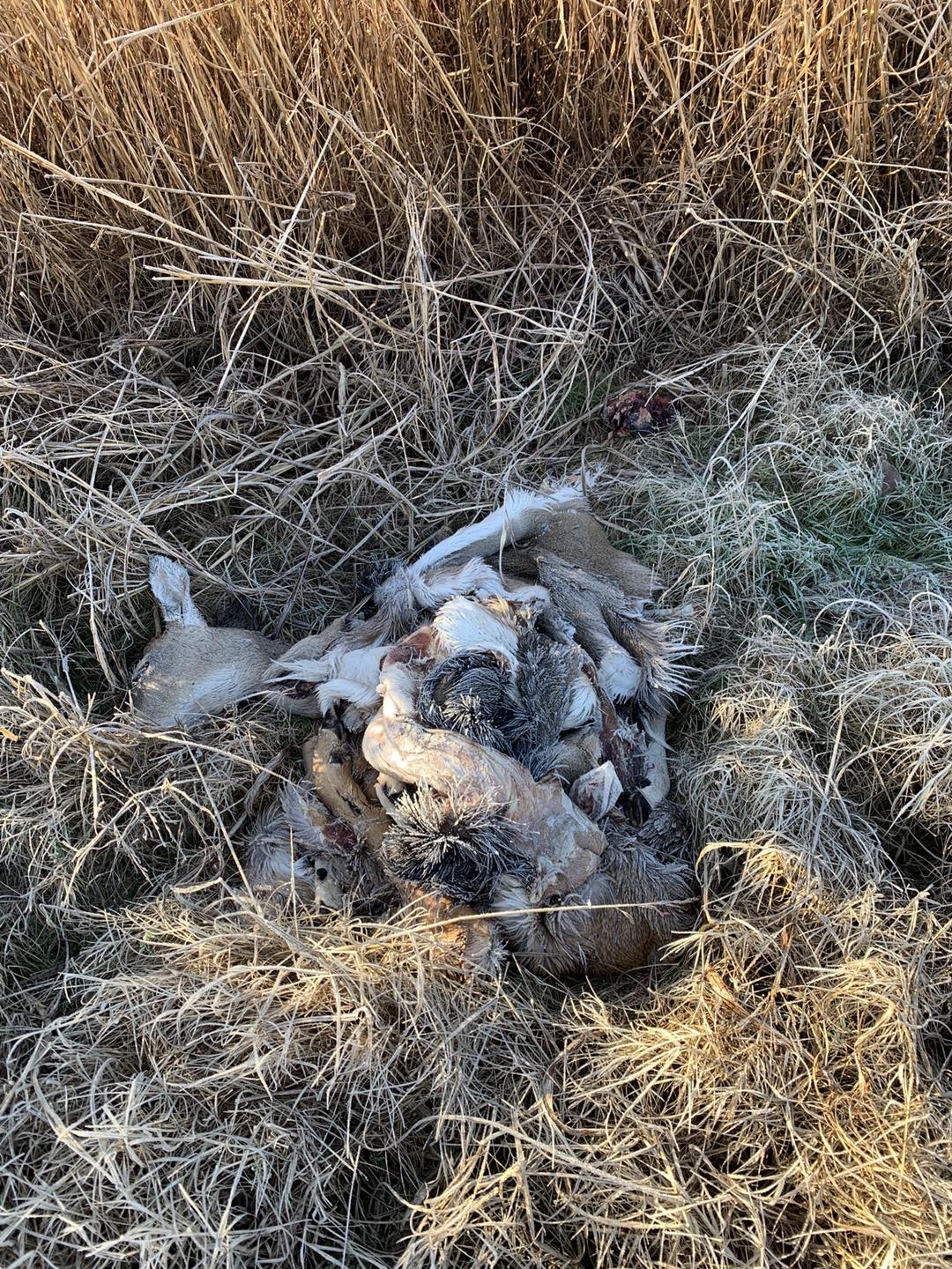 pile of deer carcasses