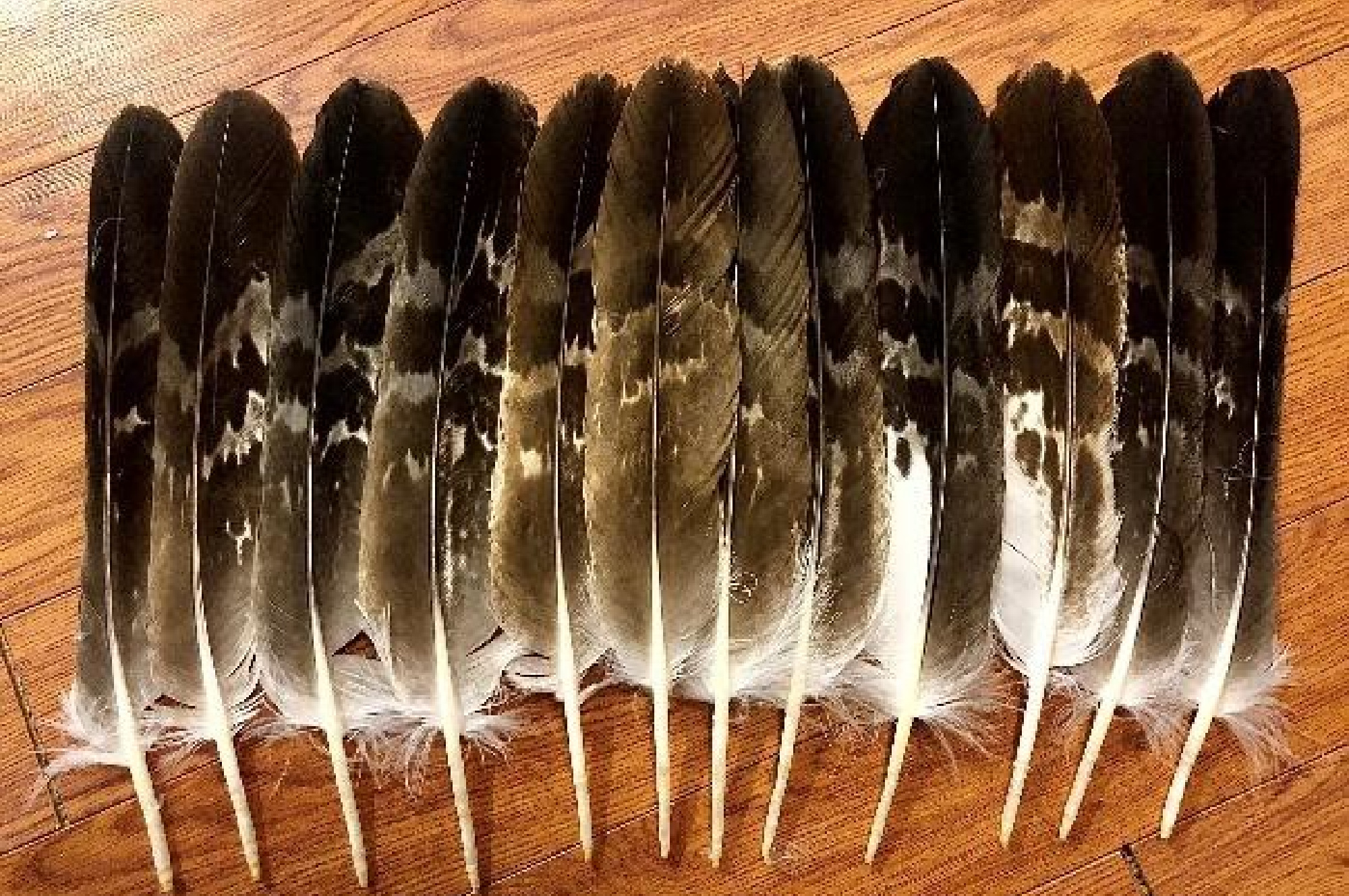 Eagle feathers lined up on a table.