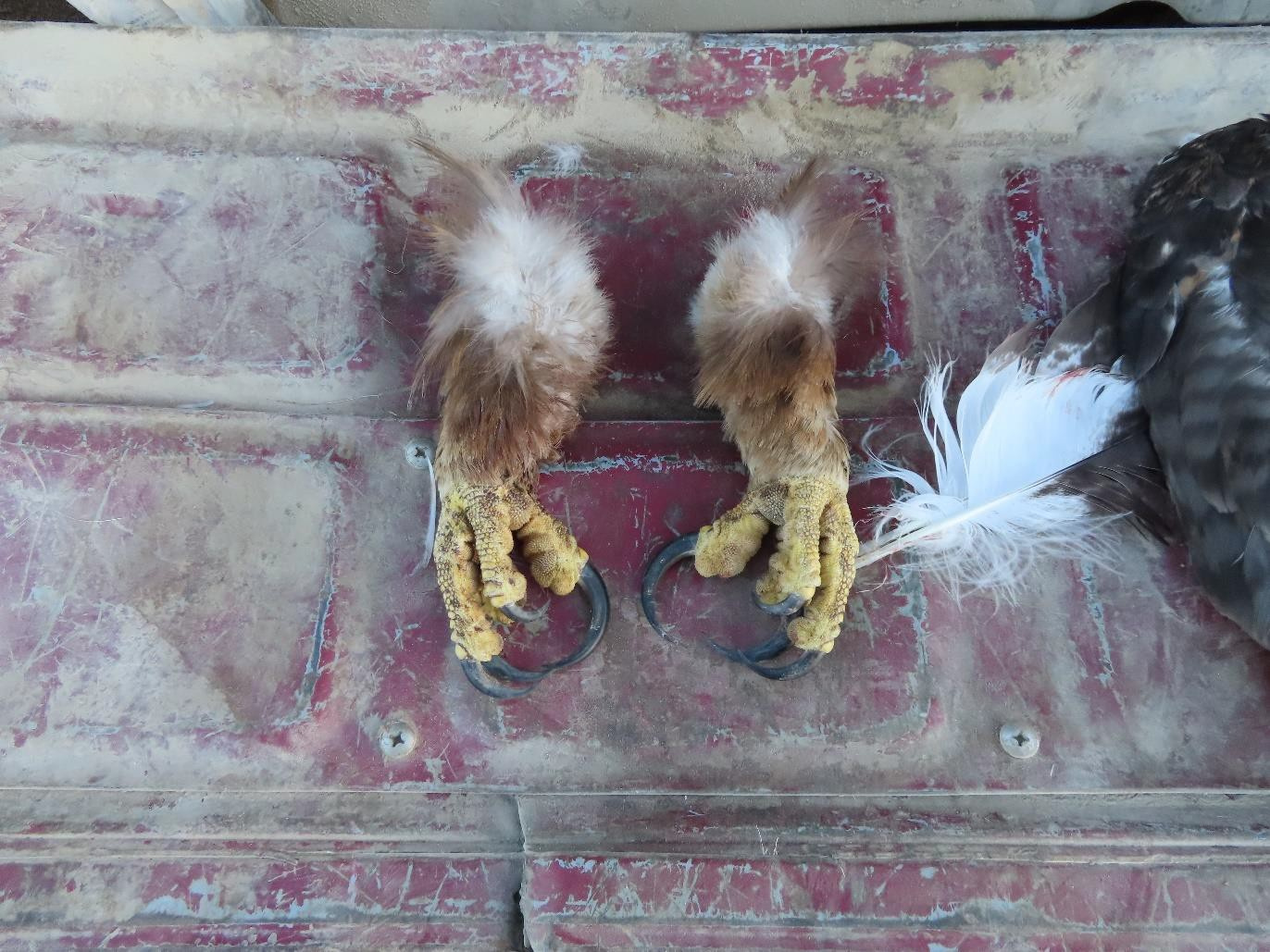 A pair of eagle talons and a feather.