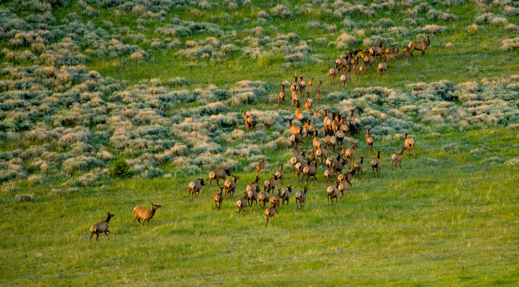 A big herd of elk walking across a green field.