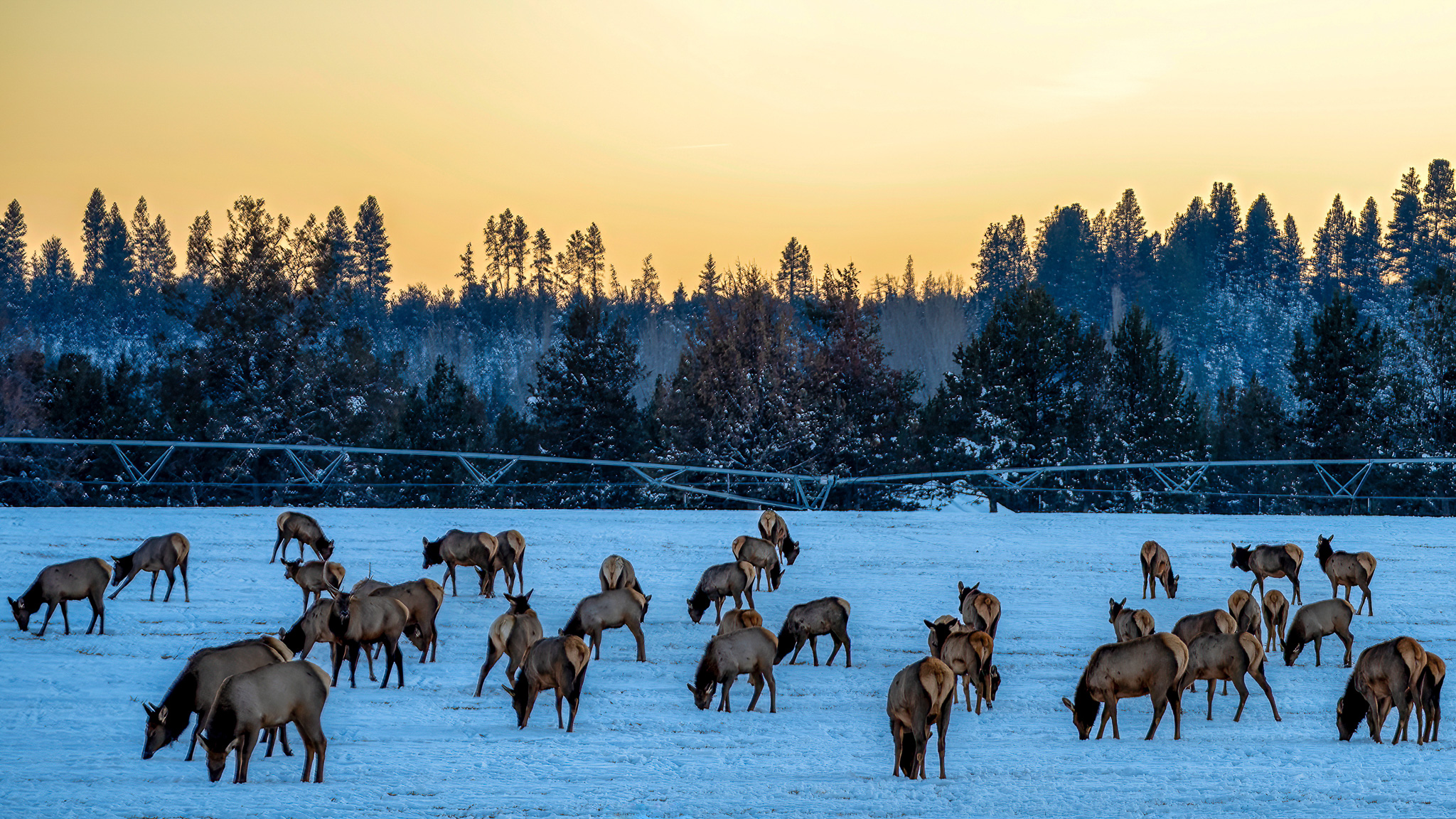 A herd of winter elk feeding in a field at sunset.