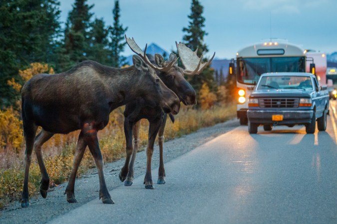 Wild Game Populations Are Thriving in Big Cities