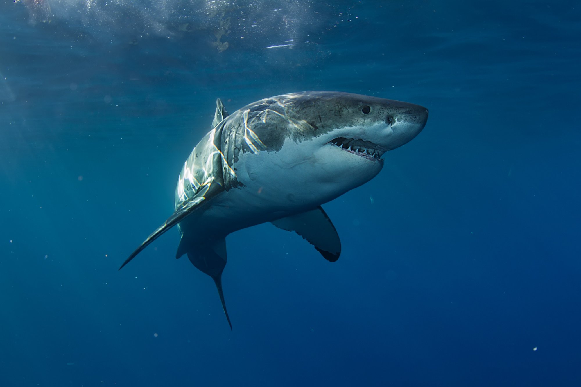 Guide To Great White Shark Attacks Guide To Great White Shark Attacks