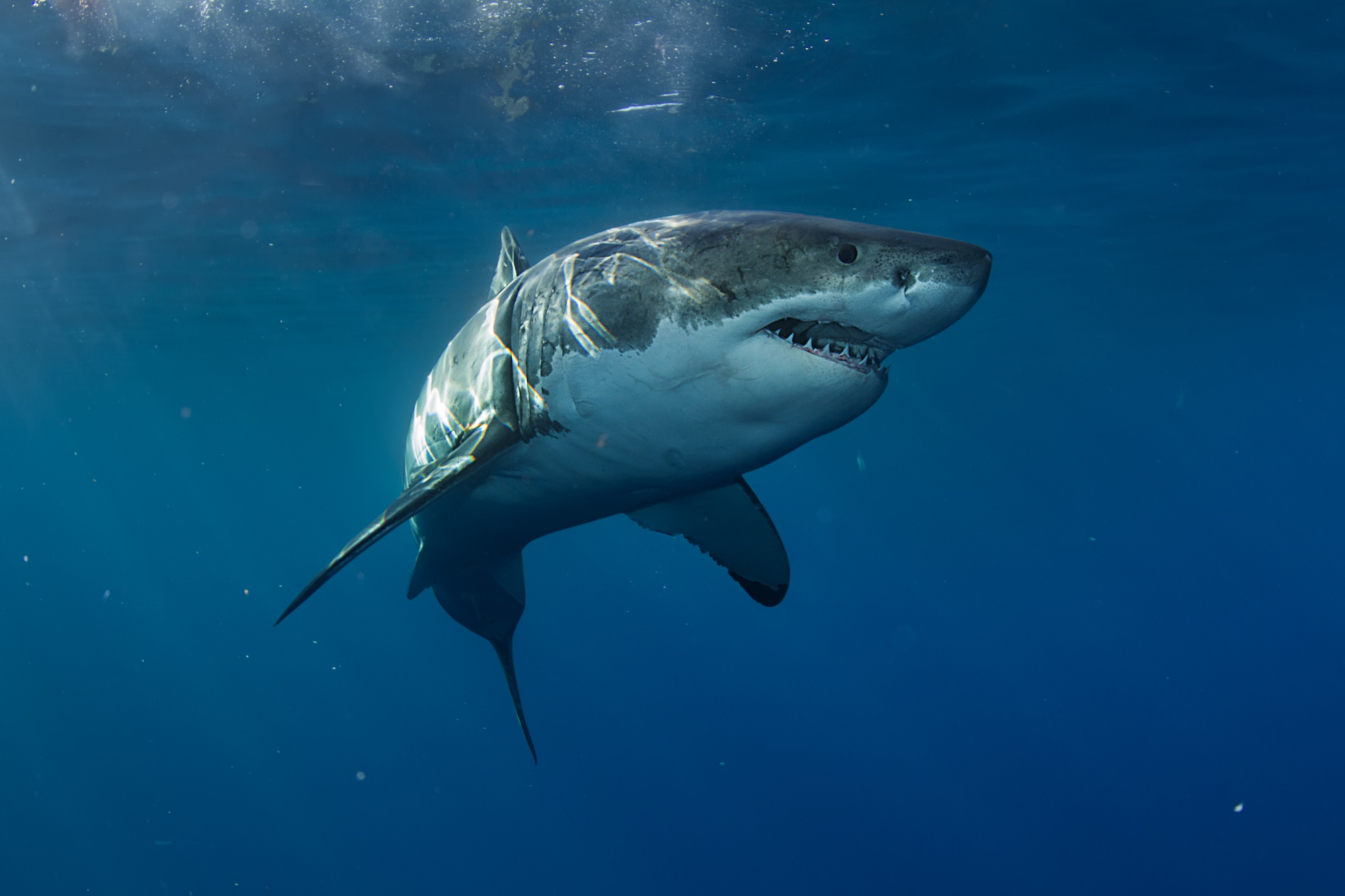 great white shark attacks
