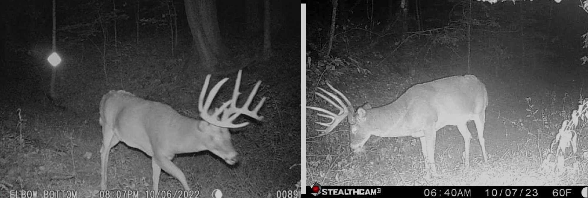 ny redemption buck side by side trail cam pics