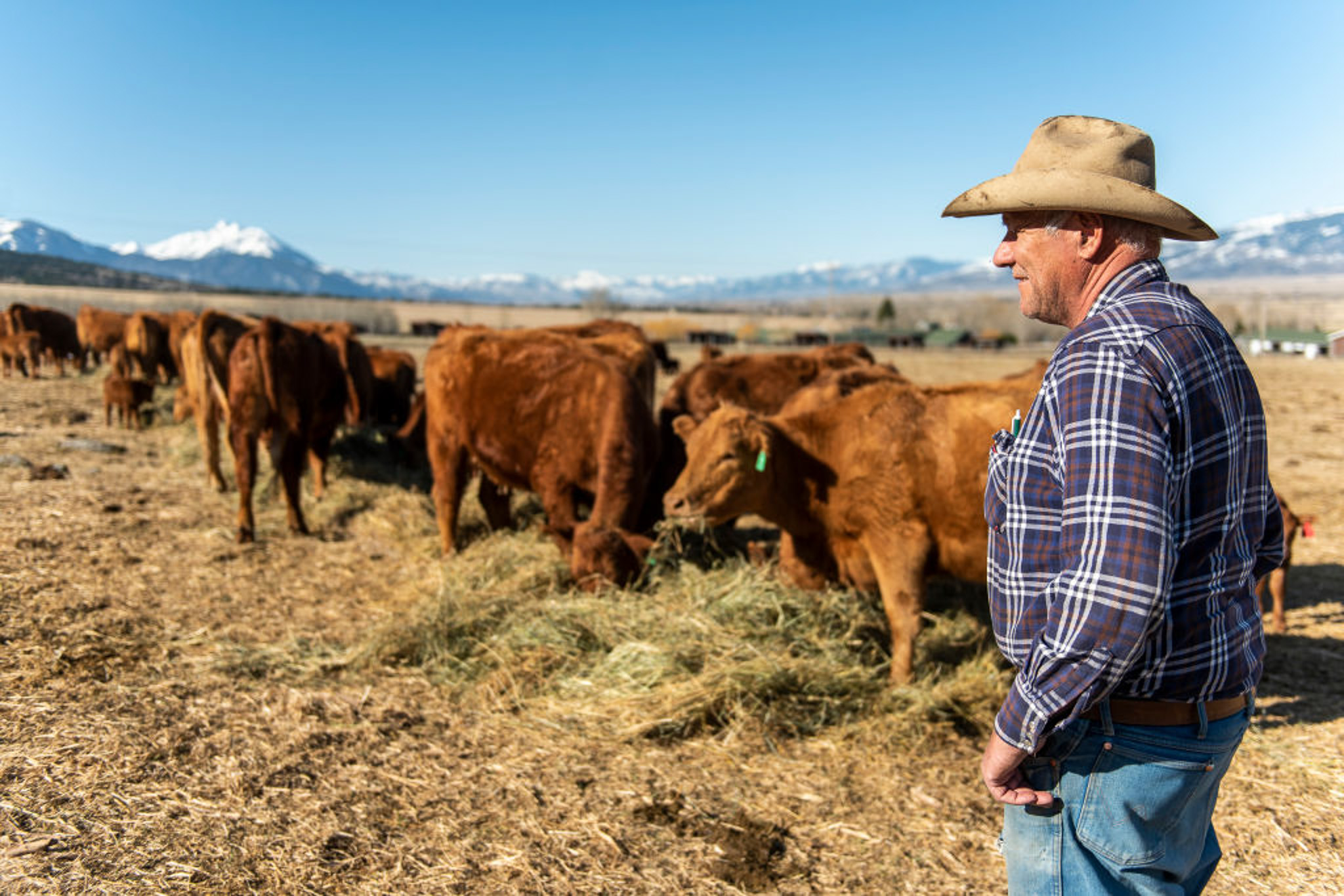 A rancher in a cowboy hat watches a herd of red Angus cows feed.