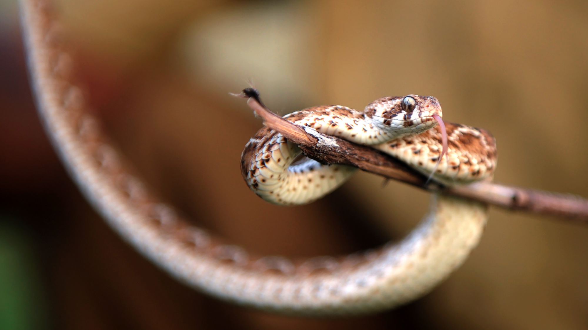 saw-scaled viper on a stick
