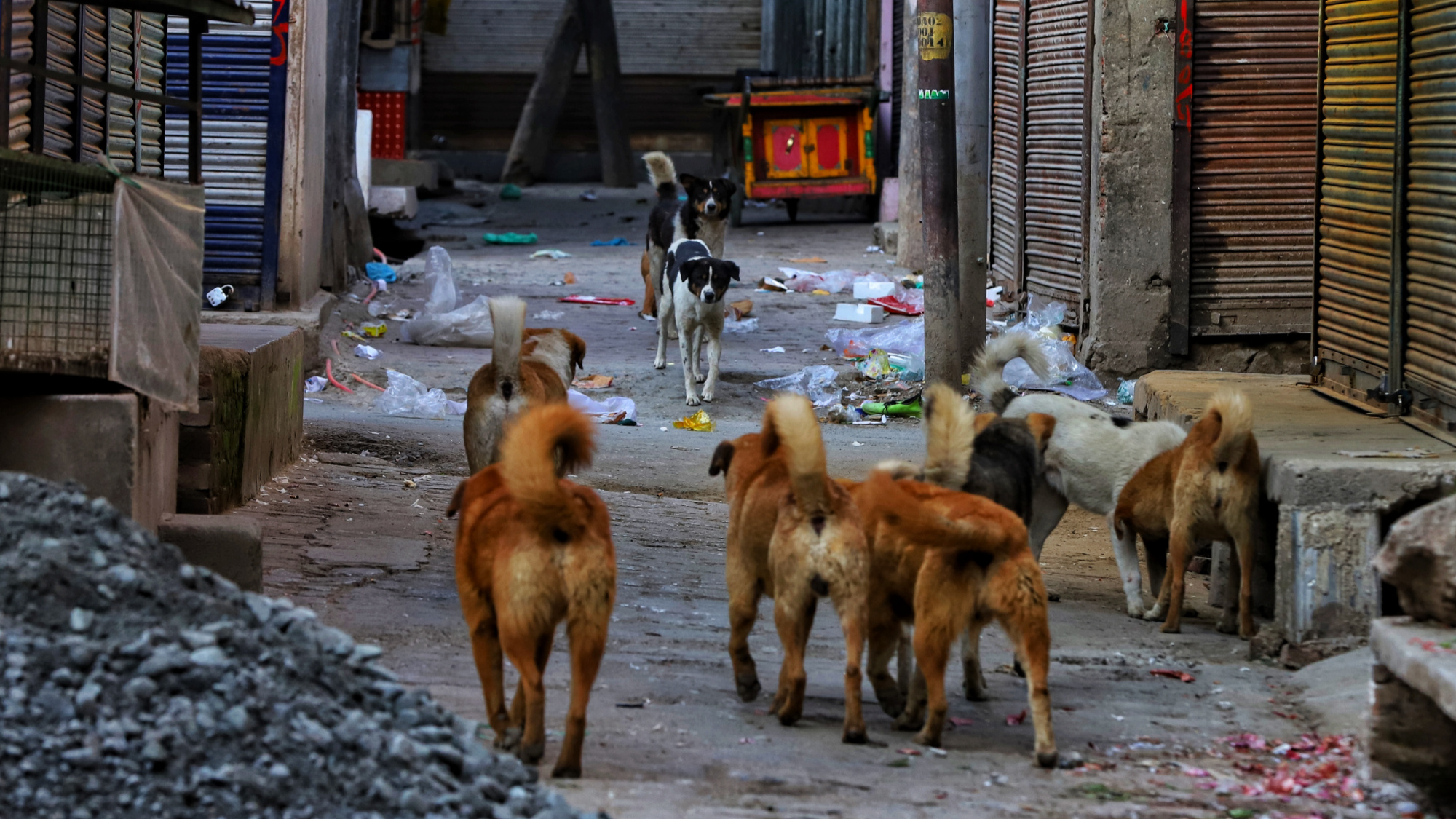 stray dogs running through street