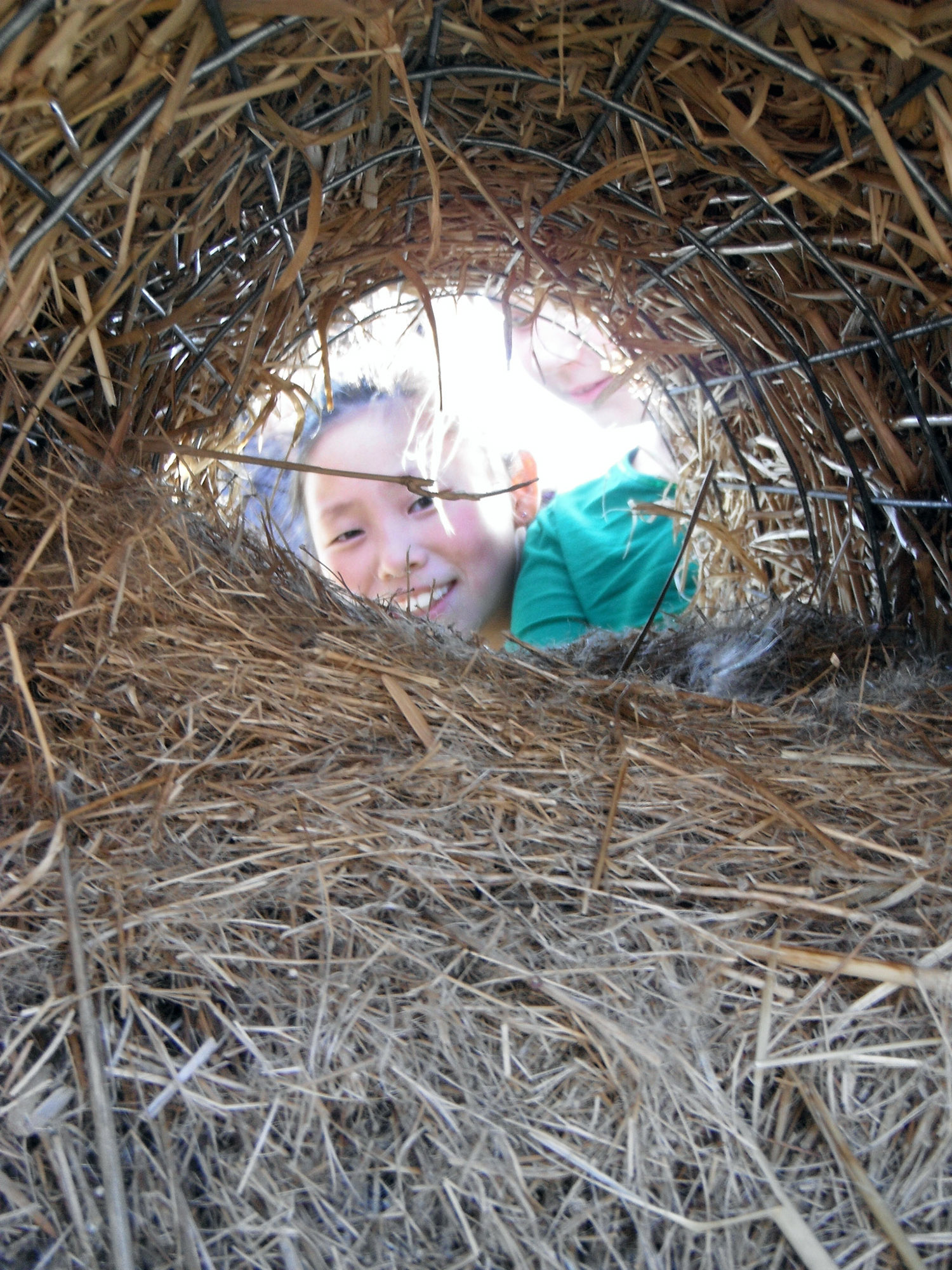 An elementary schooler looks through the nesting material of a mallard hen house.