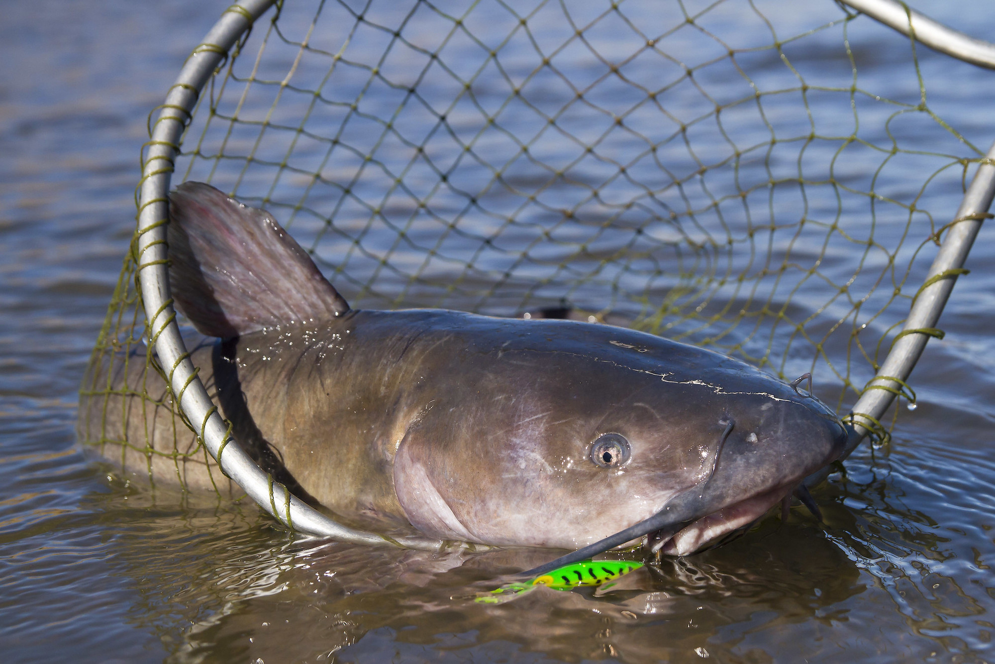 Master the Art of Catfishing with the Perfect Rig