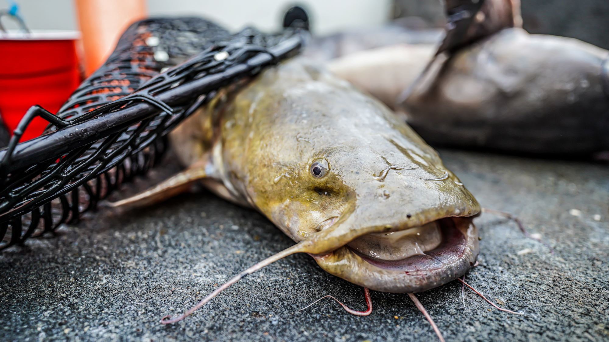 What Do Catfish Eat? Outdoor Life