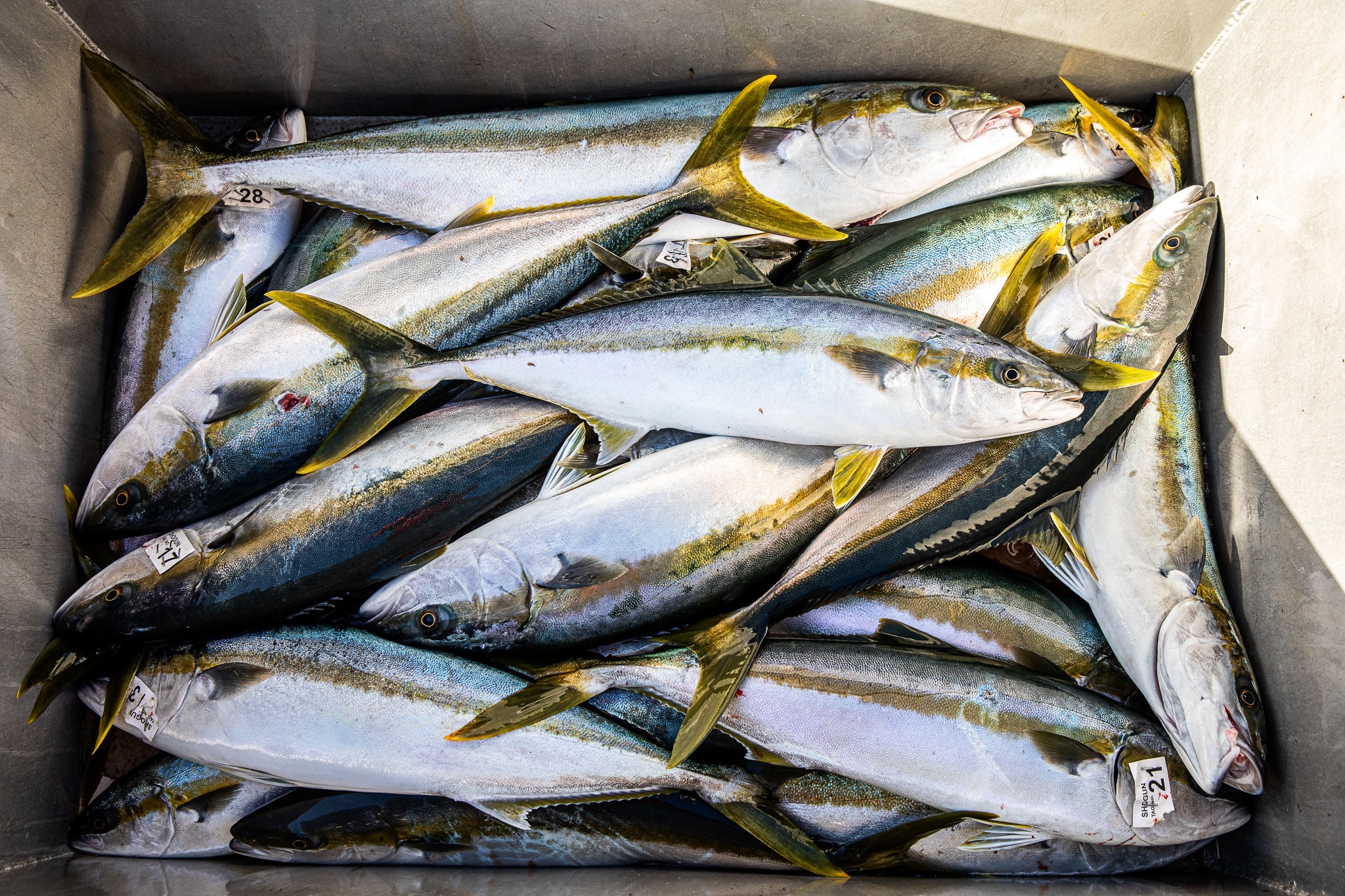 An icebox full of yellowtail.