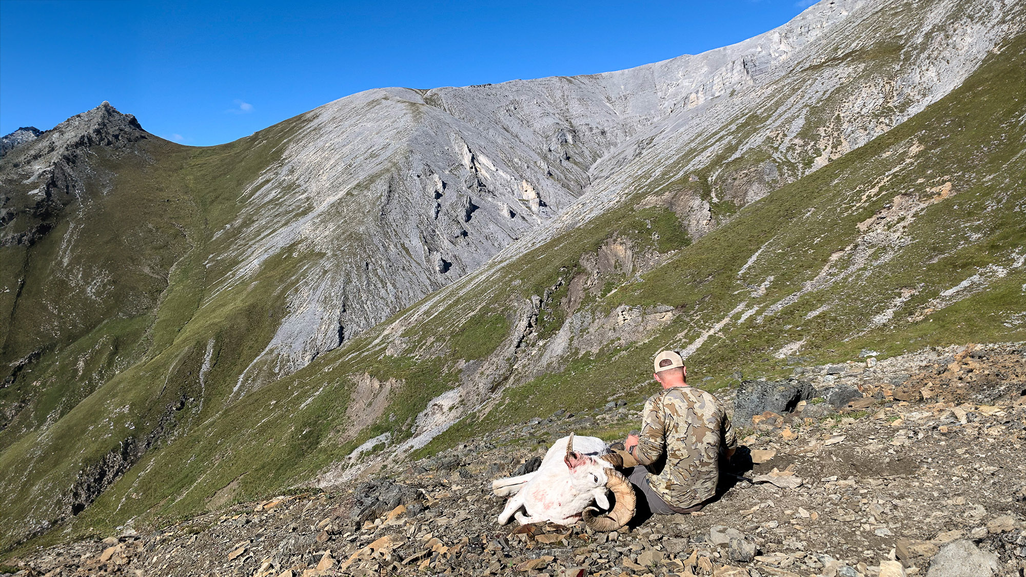 A hunter sits beside a dall ram, and looks into a steep alpine basin.