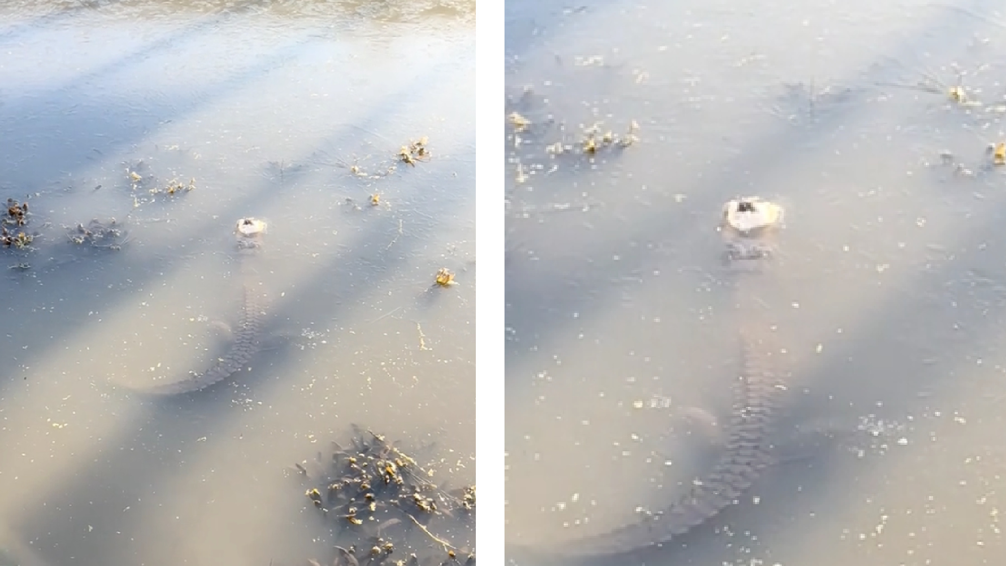 An alligator lies submerged under ice with its nose poking through to breath.