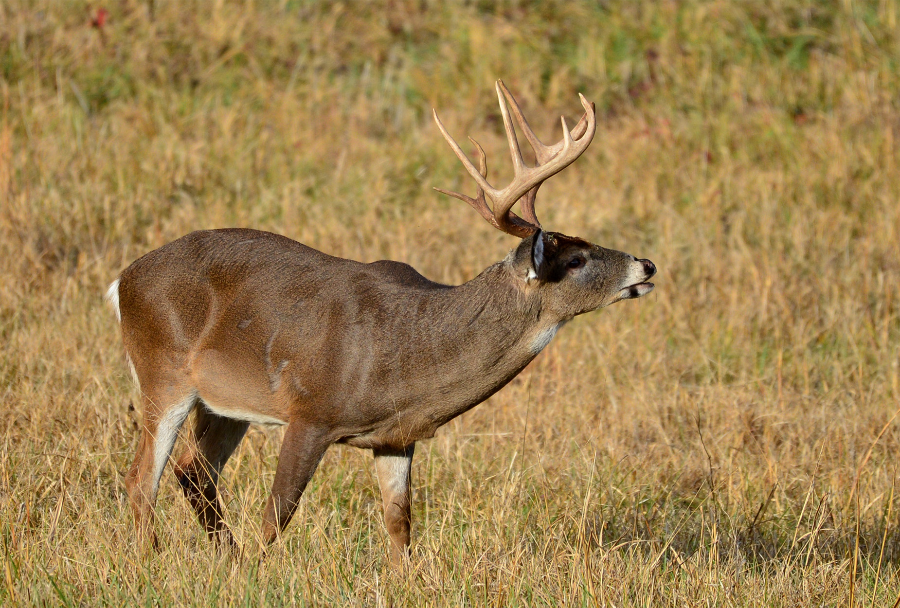 A mature whitetail buck sniffs the air in Tennessee.