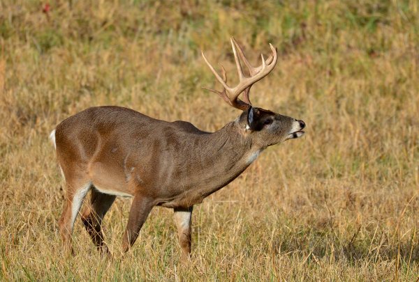 Deer Hunter Success Rates Vary as Southeast Hunters Punch Tags, Northeast Hunters Eat Tag Soup