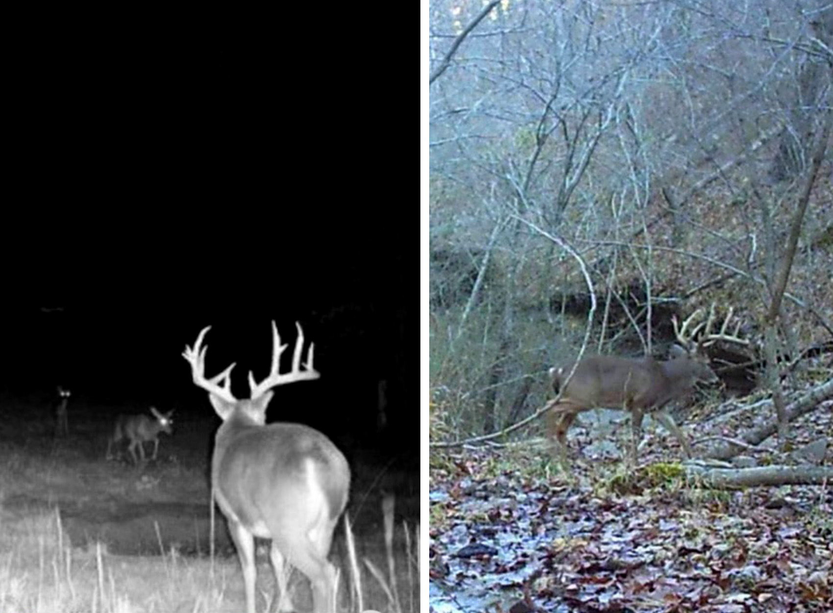 Two trail camera pictures that were taken of the buck earlier this deer season.