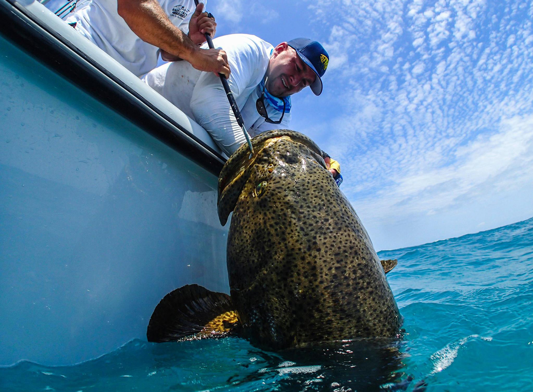 A saltwater angler gaffs a goliath grouper.