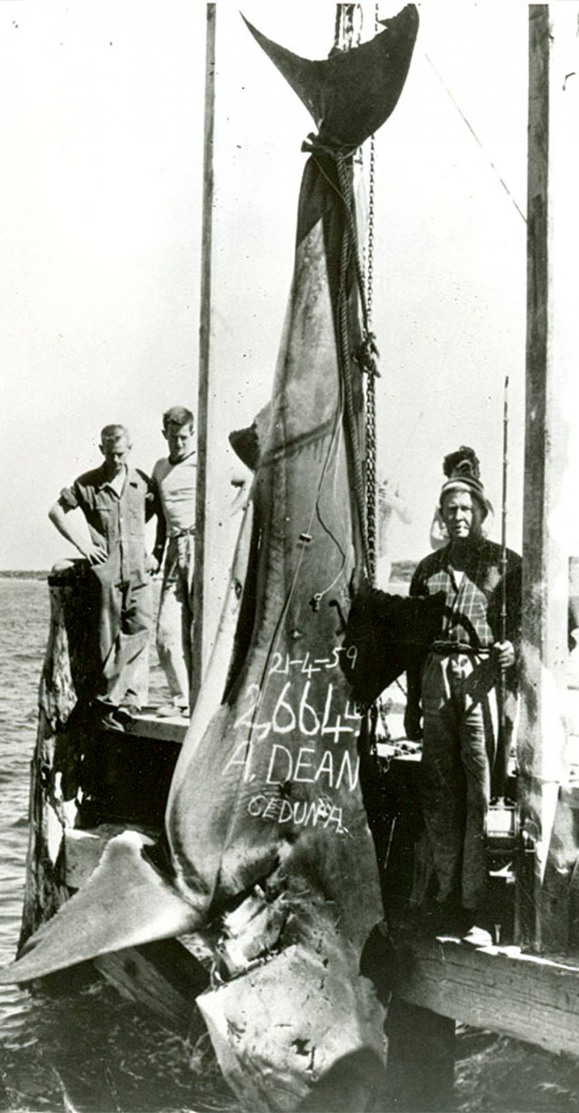 An Australian angler and his crew with the world-record great white shark.