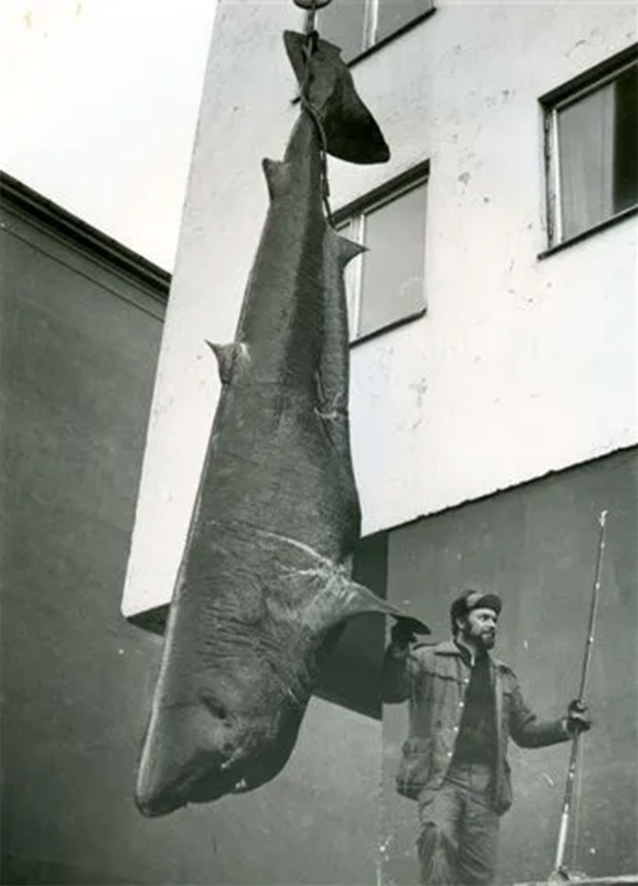 A Norwegian angler stands next to the world-record Greenland shark.