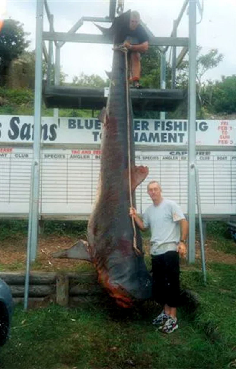 An angler stands next to the world-record tiger shark.