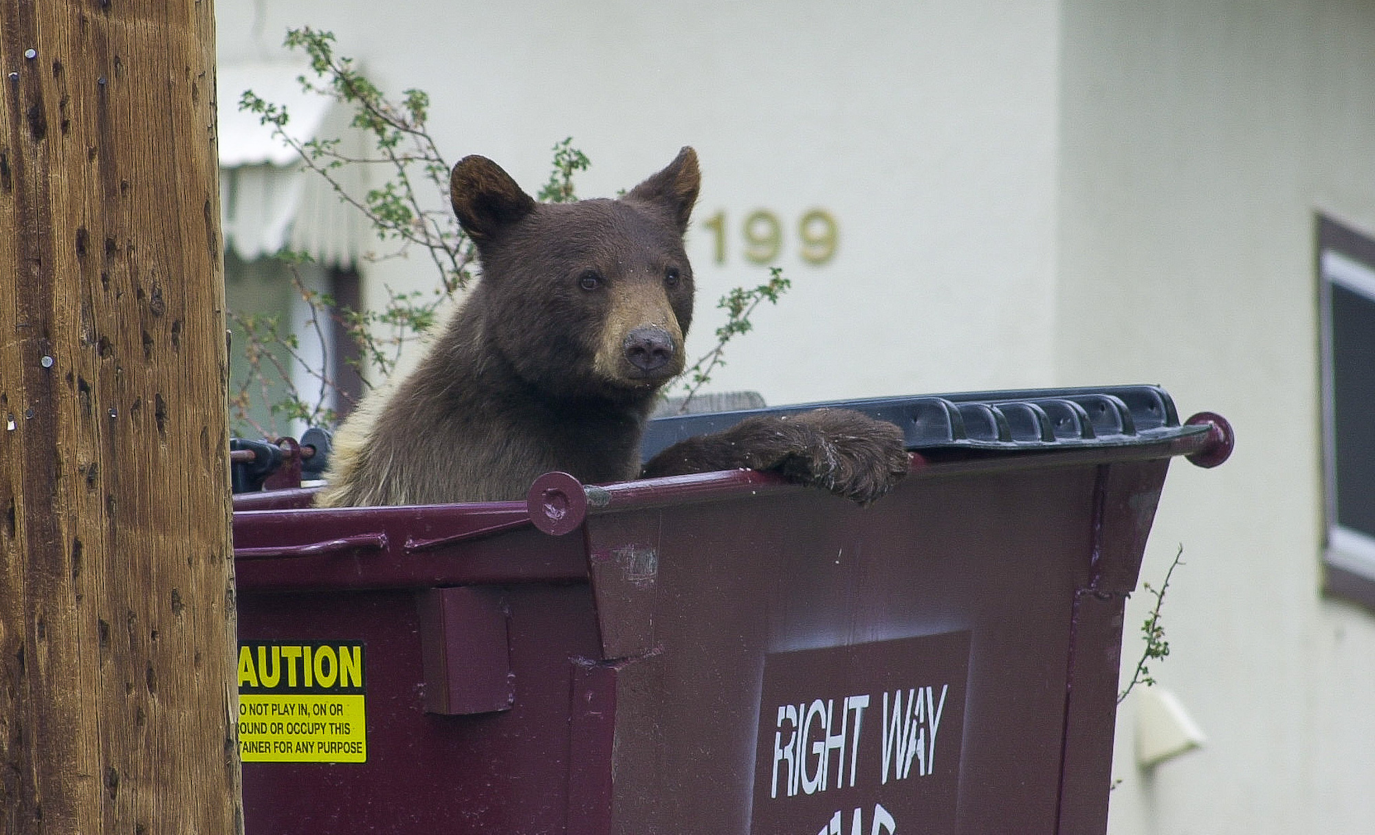 bogus flyer feed bears tahoe, feature