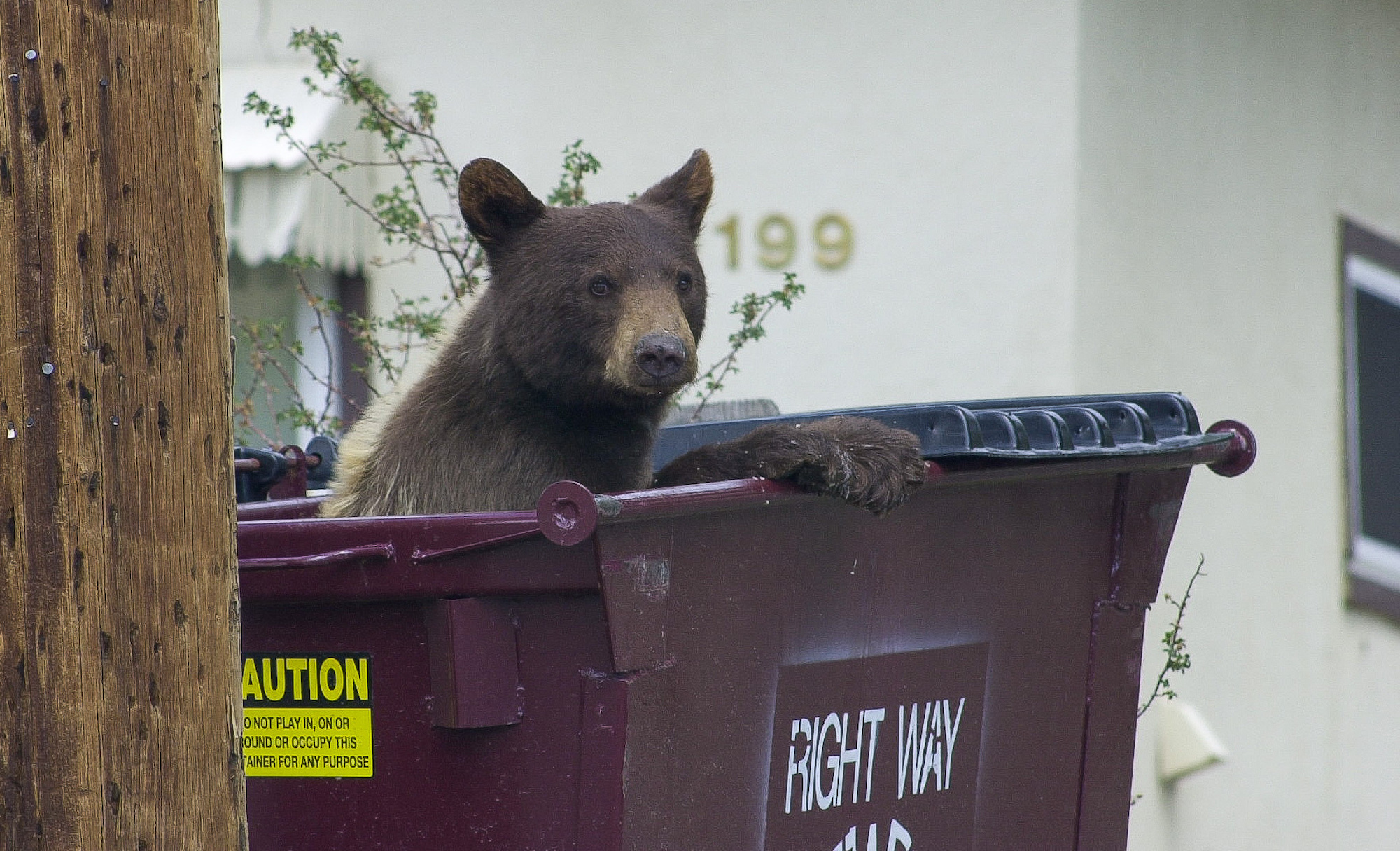 bogus flyer feed bears tahoe, feature