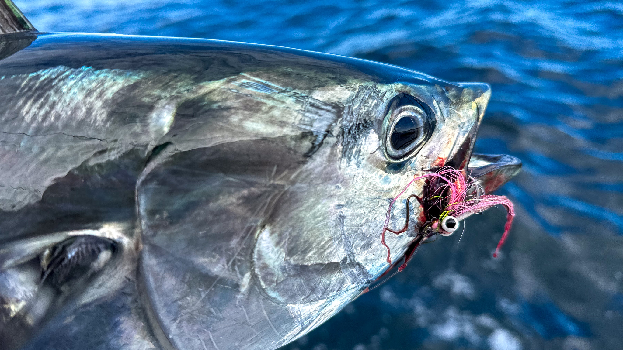 A bluefin tuna with a soggy red Clouser fly in its mouth.