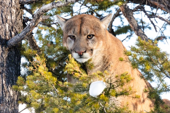 A mountain lion tom peeks through some branches.