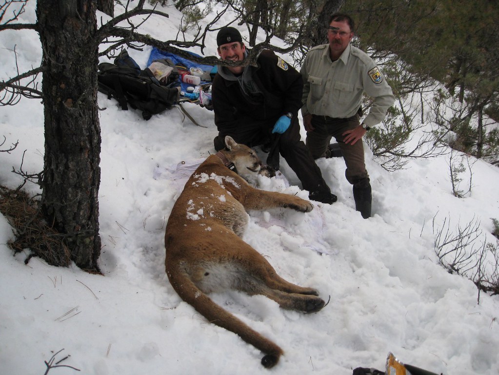 USFWS biologists stand next to an immobilized mountain lion.