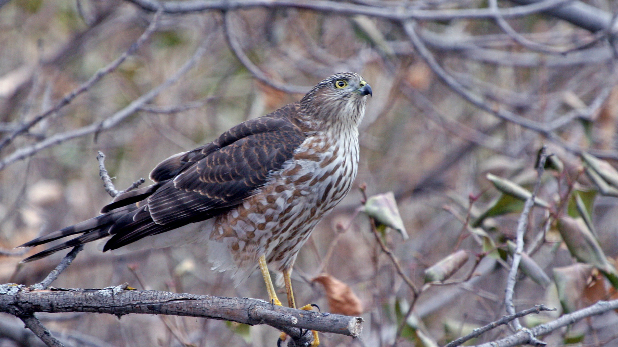 cooper's hawk on a branch