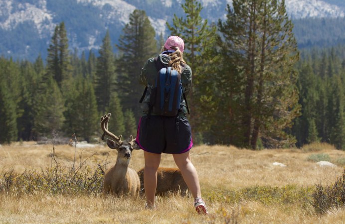 woman photographs mule deer in national park