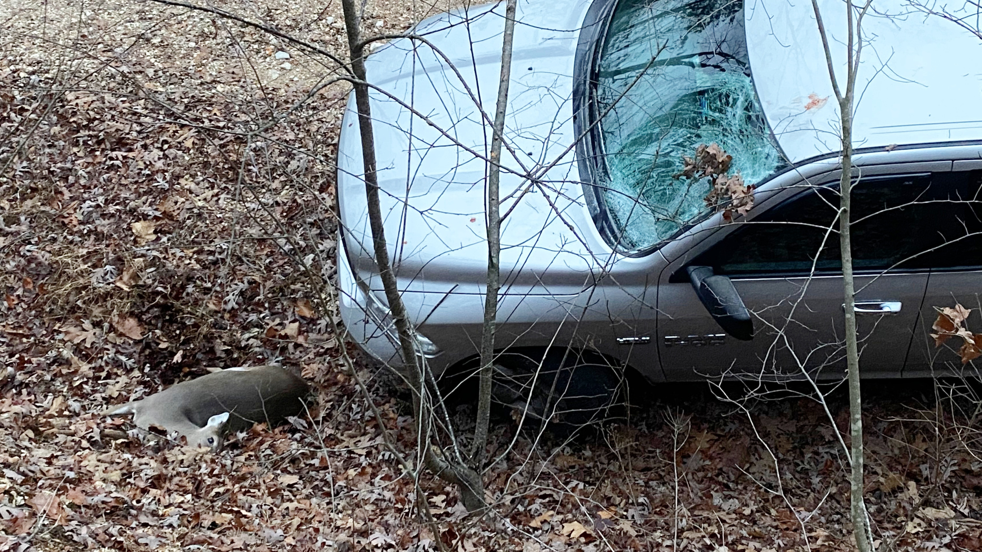 doe lies on ground next to truck with broken windshield