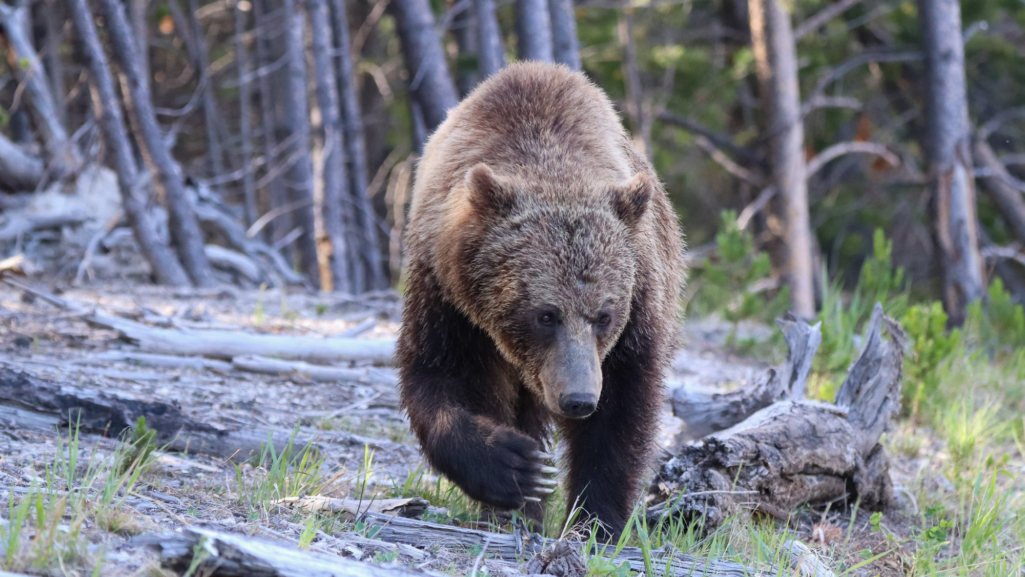 A grizzly bear walks over dead timber in the woods.