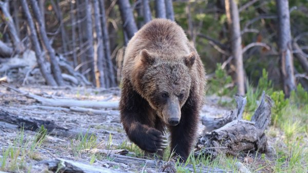 Montana Man Killed a Grizzly, Threw Its GPS Collar in the River, and Hid Its Claws in a Hollow Tree, Feds Allege