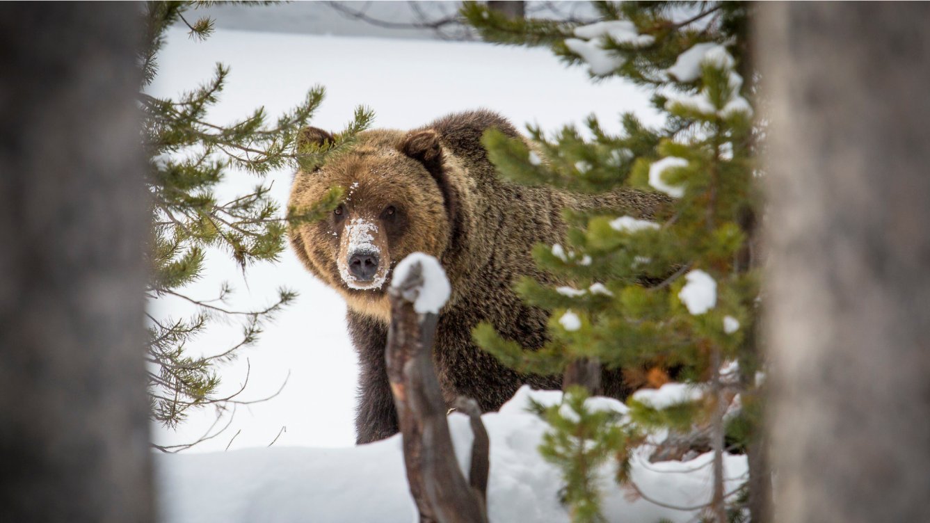 Bitterroot Ecosystem Feds Advance Plans to Introduce Grizzlies to Bitterroot Mountains