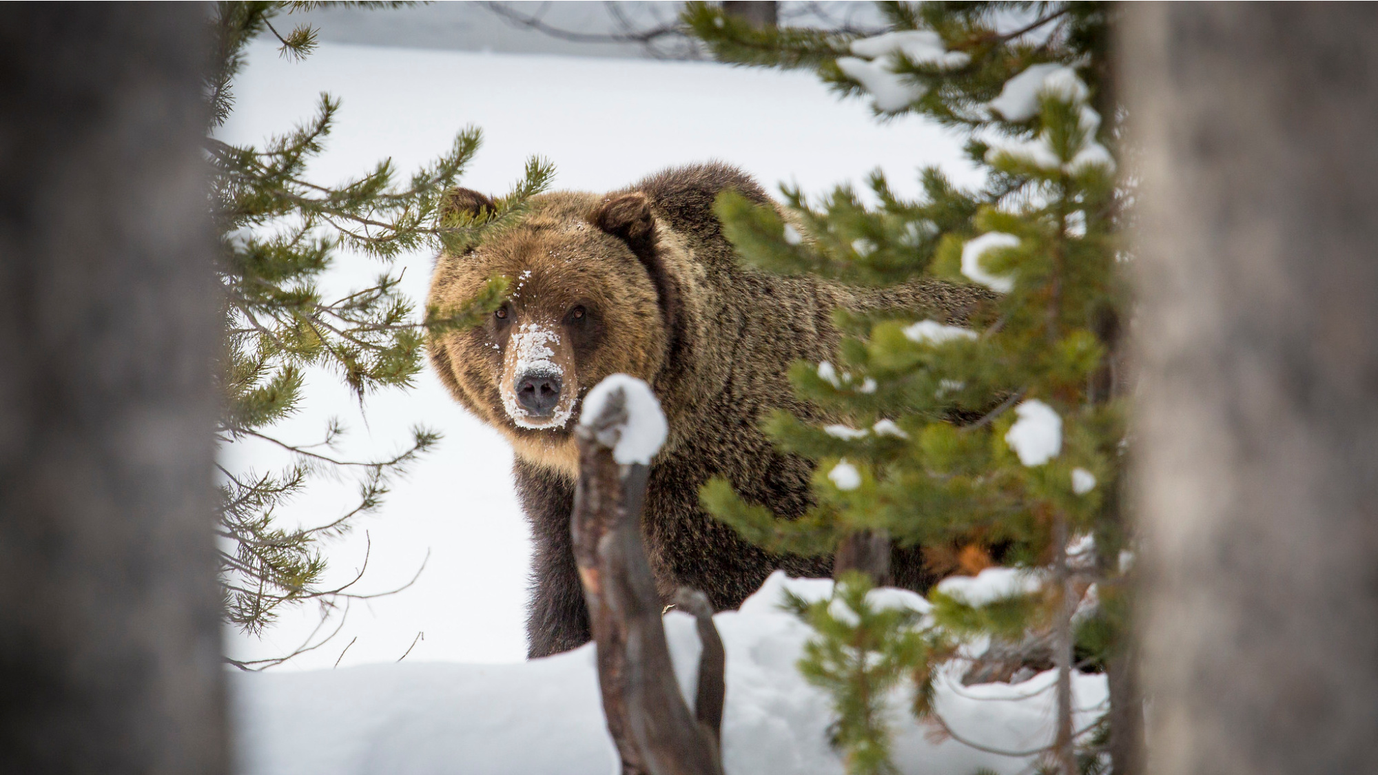 A grizzly bear walks through a snowy forest in Yellowstone National Park.