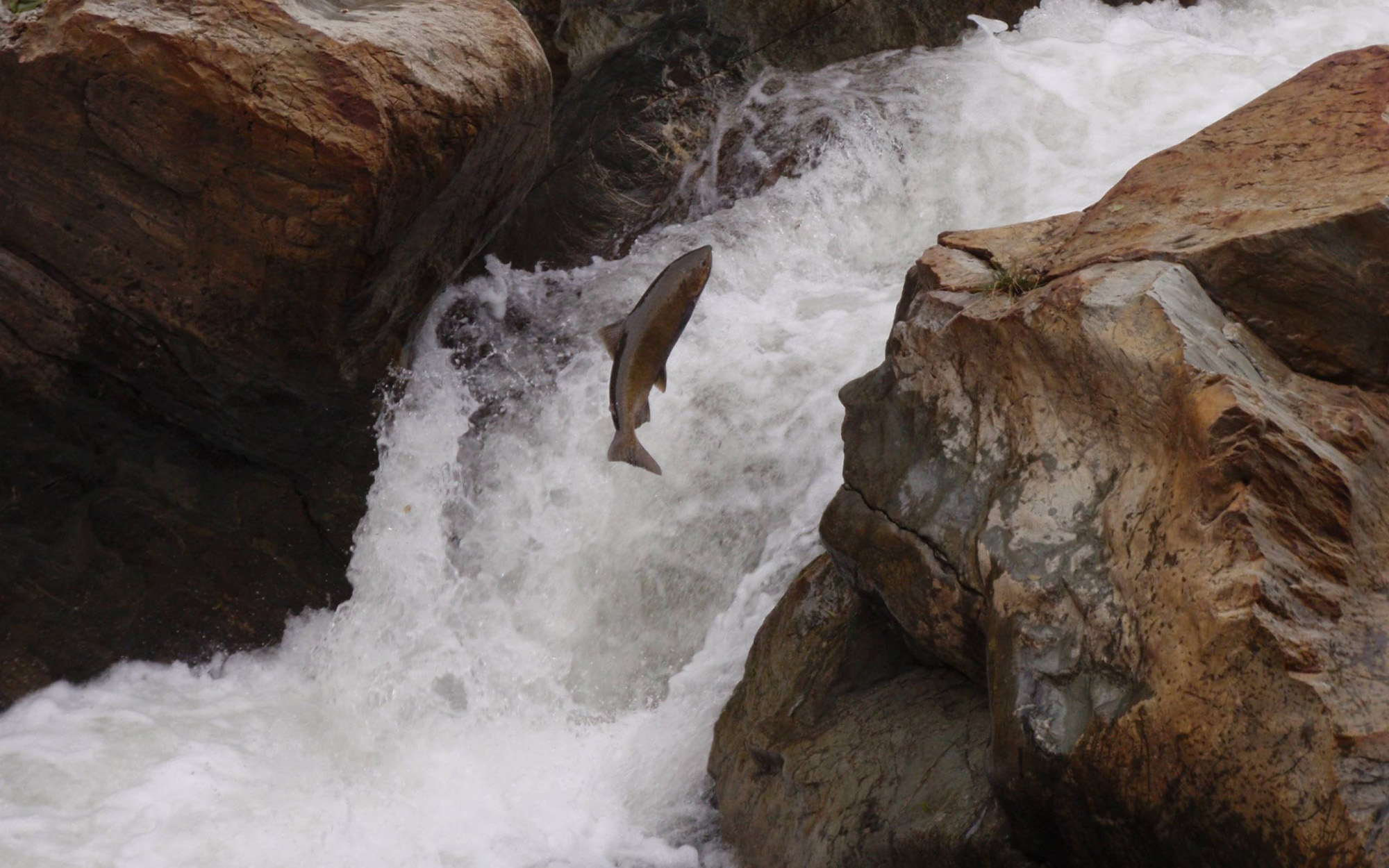 A chinook salmon jumps a waterfall in the Klamath River Basin.