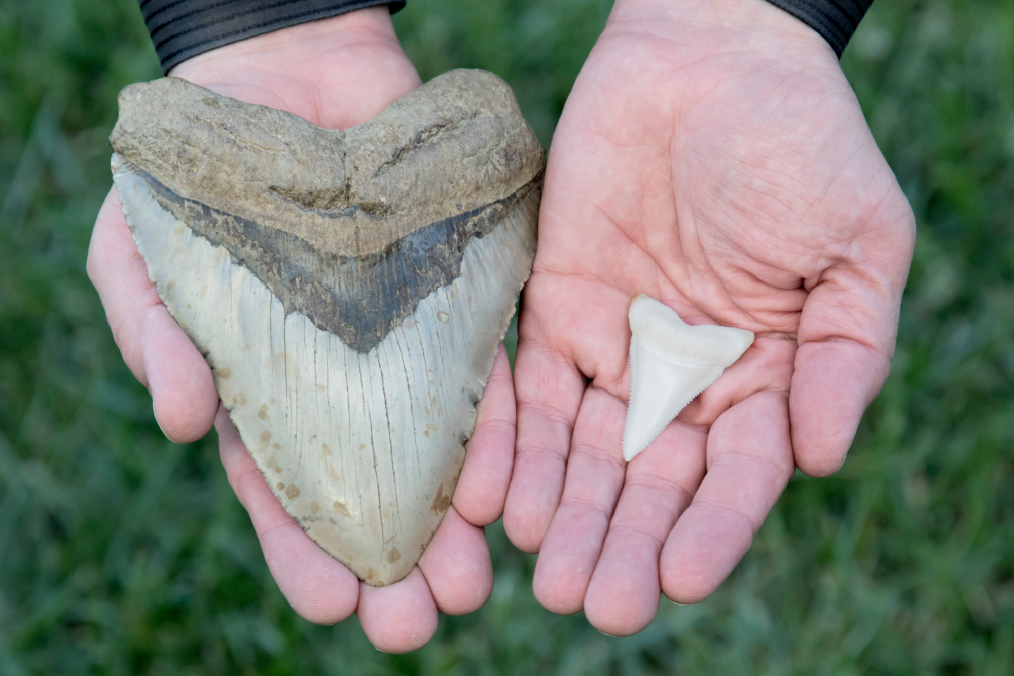 megalodon tooth next to great white shark tooth