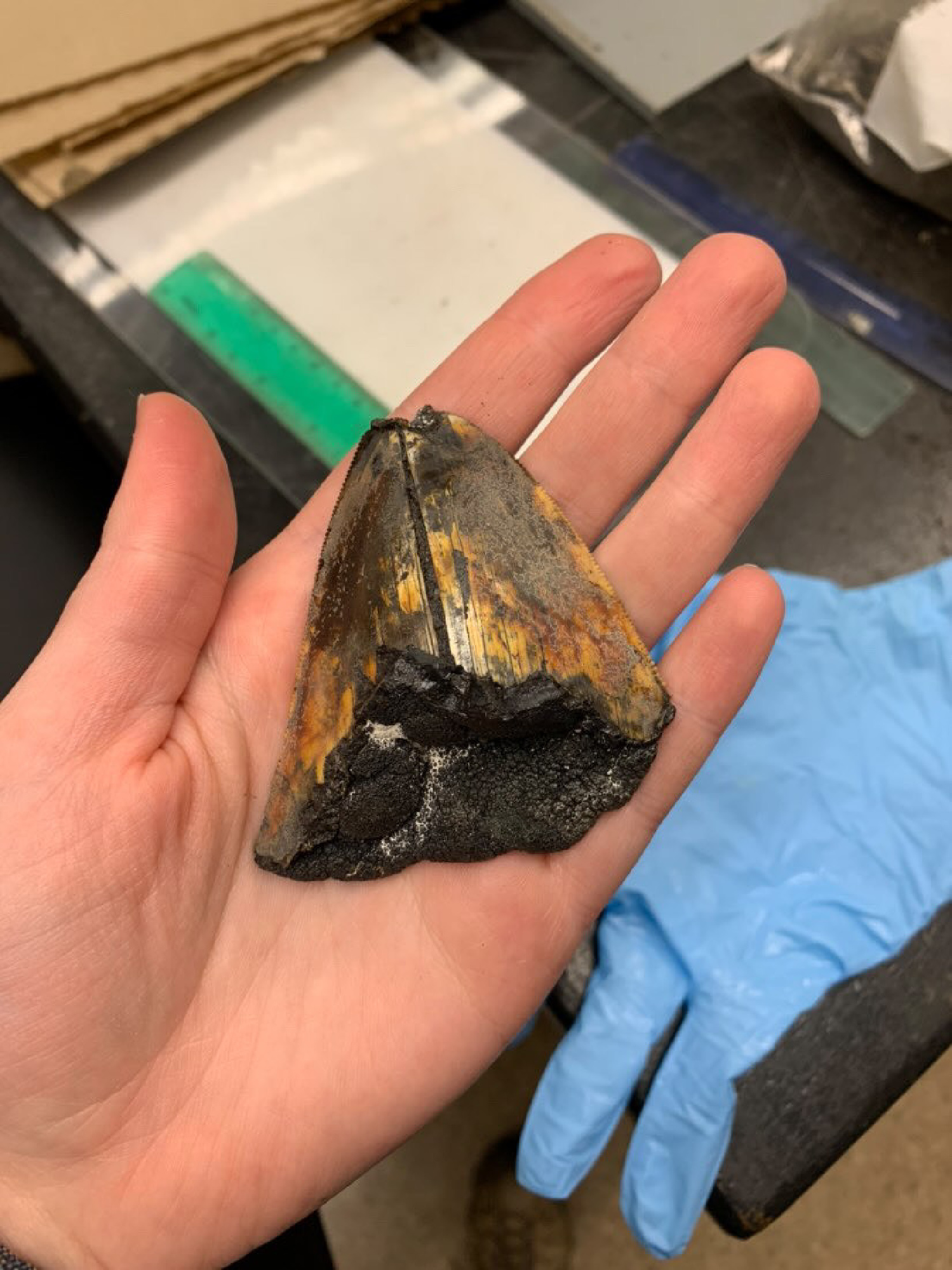 megalodon tooth in hand