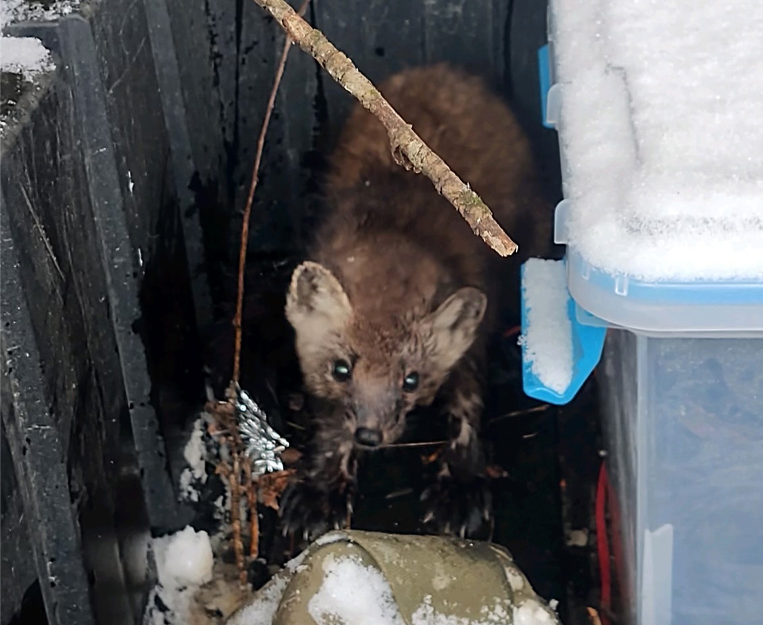 A pine marten hides in the back of a Polaris Ranger bed before being released.