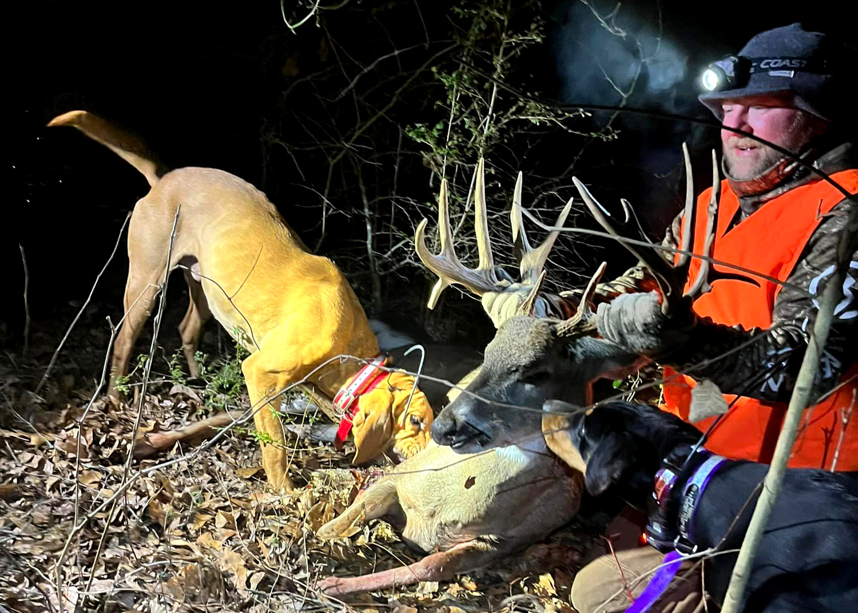 A hunter kneels next to a buck he recovered with the help of two blood-tracking dogs.