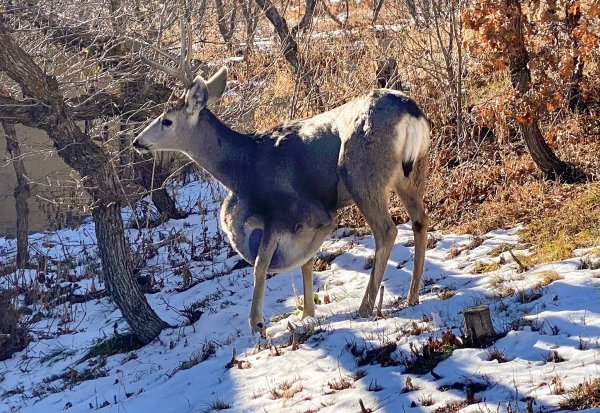 Watch: Buck with Massive Lump on Its Chest Struggles to Walk