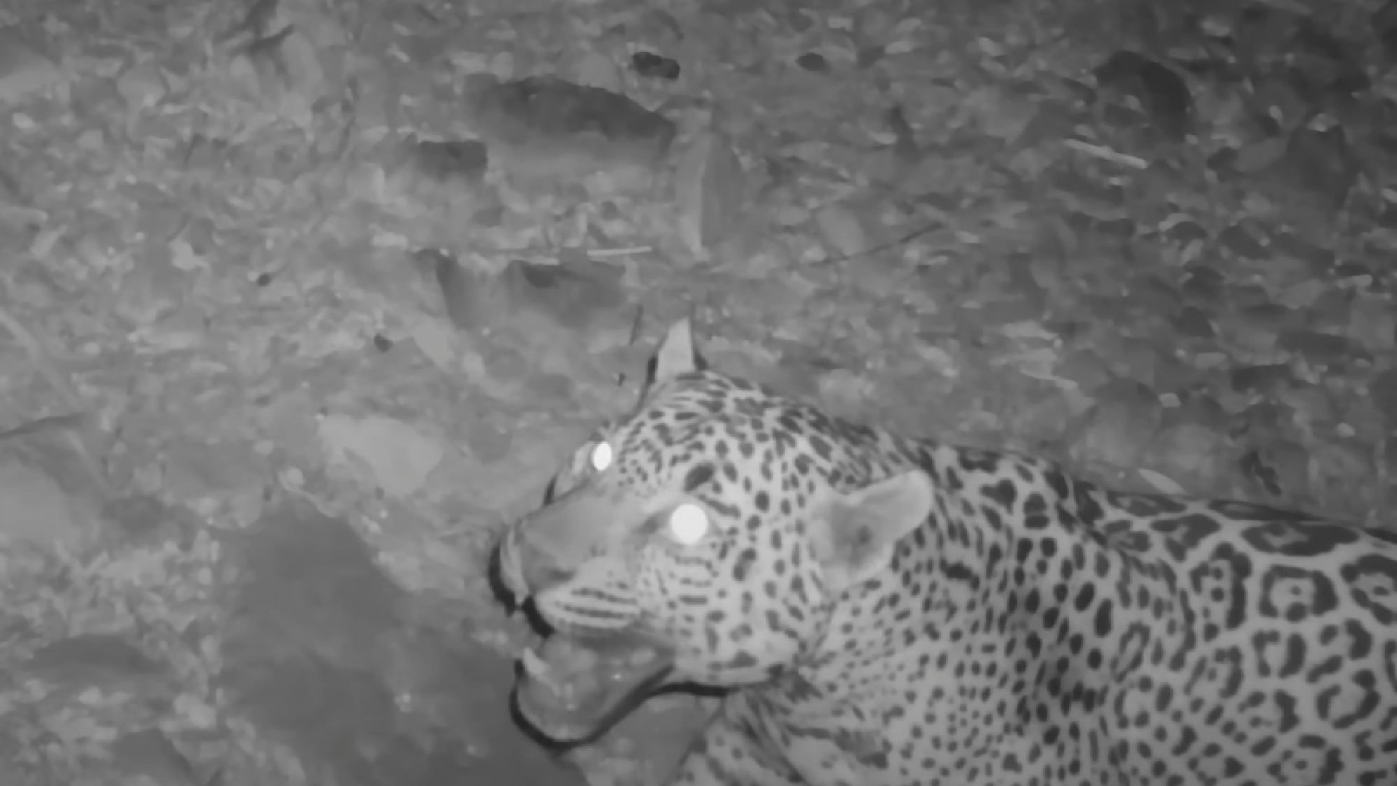 jaguar on trail camera in arizona